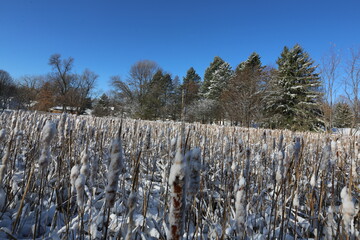 Wall Mural - Snow covered cattails