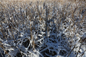 Wall Mural - Snow covered cattails