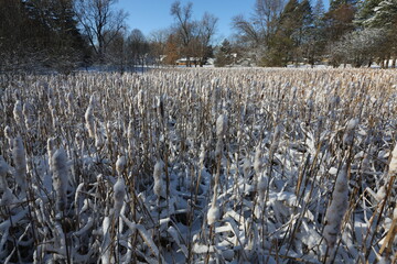 Wall Mural - Snow covered cattails