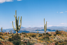 Saguaros Overlooking The Sonoran Desert