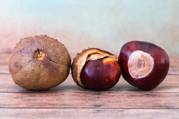 Buckeye Chestnut. shown the development from shell. Autumn or fall scene