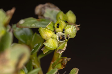 Poster - Fruits of a Common Purslane plant