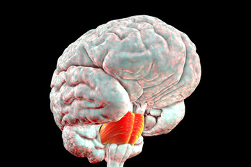 Wall Mural - Pons highlighted inside human brain, 3D illustration