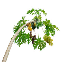 Wall Mural - Papaya tree isolated on white background with clipping paths for garden design