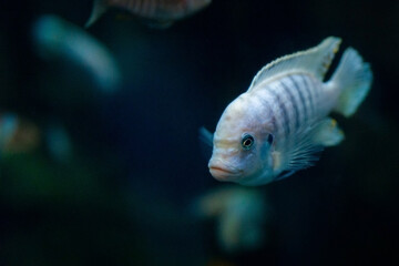 Lombardoi mbuna or Kenyi Cichlid or Maylandia lombardoi or Maylandia greshakei