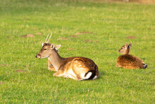 Closeup Of Two Persian Fallow Deer On The Ground Covered In The Grass Under The Sunlight