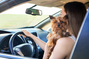 Sticker - Woman with cute dog traveling by car