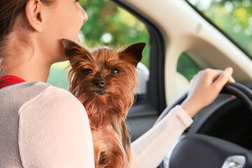 Wall Mural - Woman with cute dog traveling by car