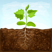 Young Seedling Of Vegetable Grows In Fertile Soil. Sprout With Underground Root System In Ground On Blue Sky Background. Green Shoot Illustration. Spring Sprout Of Healthy Cucumber Plant