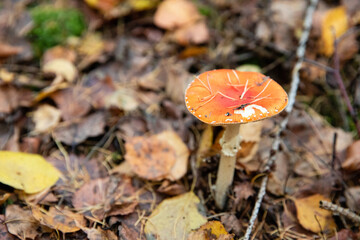 Sticker - Closeup of an agaric on the ground covered in dried leaves in autumn