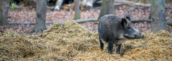 wild pig standing on hay in a forest