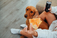 Cocker Spaniel Dog Looks At Pizza With Sad Eyes