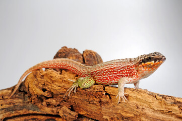 Wall Mural - Hispaniolan masked curly-tailed lizard // Bunter Maskenleguan (Leiocephalus personatus)