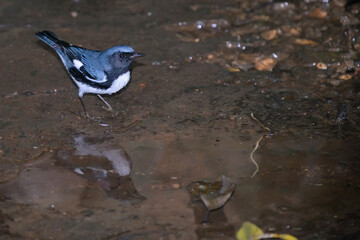 Poster - Cute blue fork-tailed bird on the wet ground after a rainy day