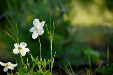 Wall Mural - First spring white flowers of anemones in the spring garden. Soft selective focus.