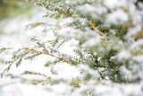 Fototapeta  - Juniper branches under snow natural background green xmas ośnieżony krzew jałowca iglaste gałązki
