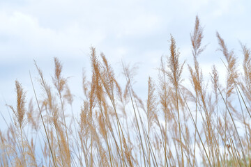 Naklejka na meble Close up of wheat against the sky