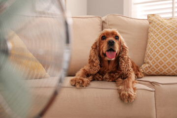 Canvas Print - English Cocker Spaniel enjoying air flow from fan on sofa indoors. Summer heat