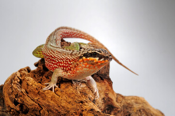 Wall Mural - Hispaniolan masked curly-tailed lizard // Bunter Maskenleguan (Leiocephalus personatus)