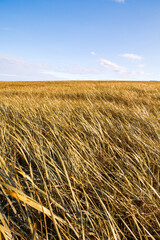 Wall Mural - field and blue sky