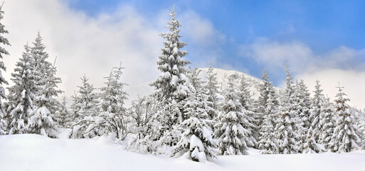 Wall Mural - winter landscape of mountains with of fir forest in snow after snowfall. carpathian mountains