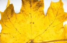 Spoiled Dry Autumn Leaves Background. Close Up. Yellow Leaf Texture.