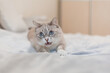 © OlgaOvcharenko - Tabby cat with blue eyes at home
