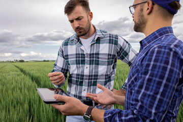 Wall Mural - Two young farmers standing in green wheat field examining crop during the day.