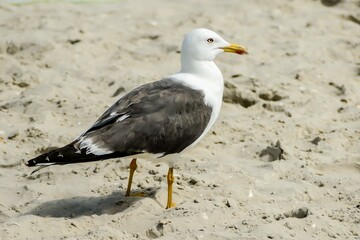 Wall Mural - seagull on beach, in Sweden Scandinavia North Europe