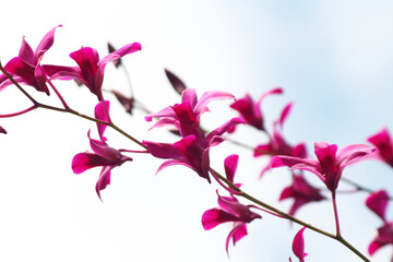 Wall Mural - beautiful pink orchid flower with sky background.