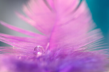 Wall Mural - dew or water drop on a purple feather, turquoise background. delicate beautiful abstract macro. fest