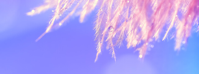 Wall Mural - water drops on a pink feather, blue background. beautiful abstract macro. festive banner. selective 
