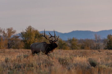 Canvas Print - Bull Elk in the Rut in Wyoming in Autumn