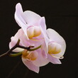Rosa Orchideenblüte vor schwarzem Hintergrund