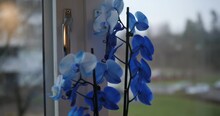 Blue Orchid Flower By Apartment Window With Bird Flying In Background On A Cloudy Autumn Day, Handheld Pan Right To Left