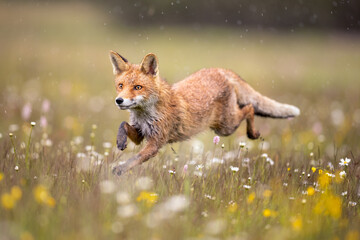 Wall Mural - red fox on flowers covered meadow during grey rainy day. the wet animal among flowers and grass. is 