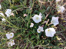 Tender Tiny Beautiful Bindweed Flowers 