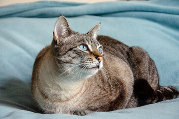 closeup on grey tabby cat laying on a bed with blue blanket looking to distance