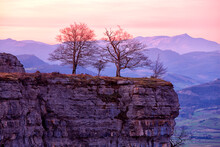 Bare Trees Growing At Edge Of Steep Cliff At Dawn