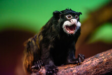 The Moustached Tamarin (Saguinus Mystax) Is A New World Monkey And A Species Of Tamarin.