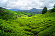 tea plantation in the mountains of cameron highlands in malaysia 