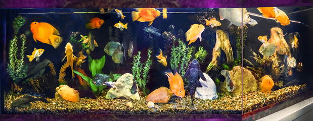Poster - close up of aquarium tank full of fish