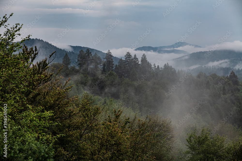 Drzewa iglaste i liściaste we mgle. Chmury nad górami, Bieszczady, Polska - obrazy, fototapety, plakaty 