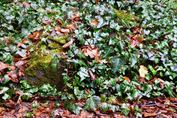 colorful leaves background