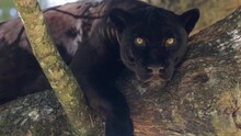 Black Jaguar, With Green Eyes, Rests On Top Of Tree, Having Eaten Its Prey, Close-up Shot
