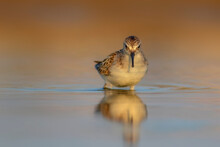Nature And Birds. Colorful Nature Background. Little Stint.