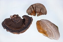 Tinder Fungus, A Fungus That Haunts Trees, Especially Beech, And Causes White Rot In Wood.