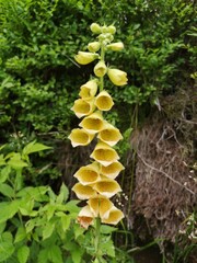 Wall Mural - Yellow foxglove flower (Digitalis grandiflora).