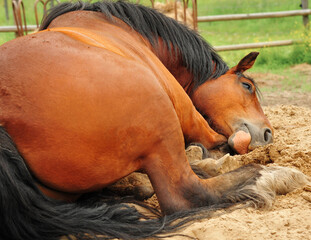 Wall Mural - A lazy Chestnut colored Clydesdale horse takes a nap on a cool bed of sand in the pasture