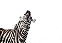 Zebra With An Open Mouth Isolated On A White Background